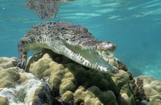 В Тунисе археологи обнаружили останки древнего крокодила гигантских размеров