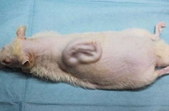 Японцы воссоздали человеческое ухо на спине лабораторной крысы