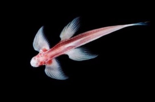 У берегов Таиланда обнаружена рыба с «ногами»