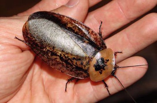 Ученые предлагают «доить» тараканов, чтобы спастись от вымирания